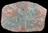 Moroccan Crinoid (Scyphocrinites) Plate #61214-1